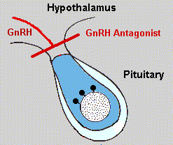 The antagonists to GNRH block the pathway of the GNRH completely so that the secretion of FSH and LH is eliminated.