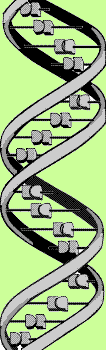 The double helix molecule - DNA - the basic molecule of biological hereditary - and prime component of the genes which control the function of all cells