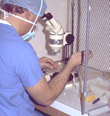 Embryologist working within a lamina flow hood
