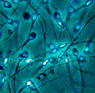 sperm seen in light microscope